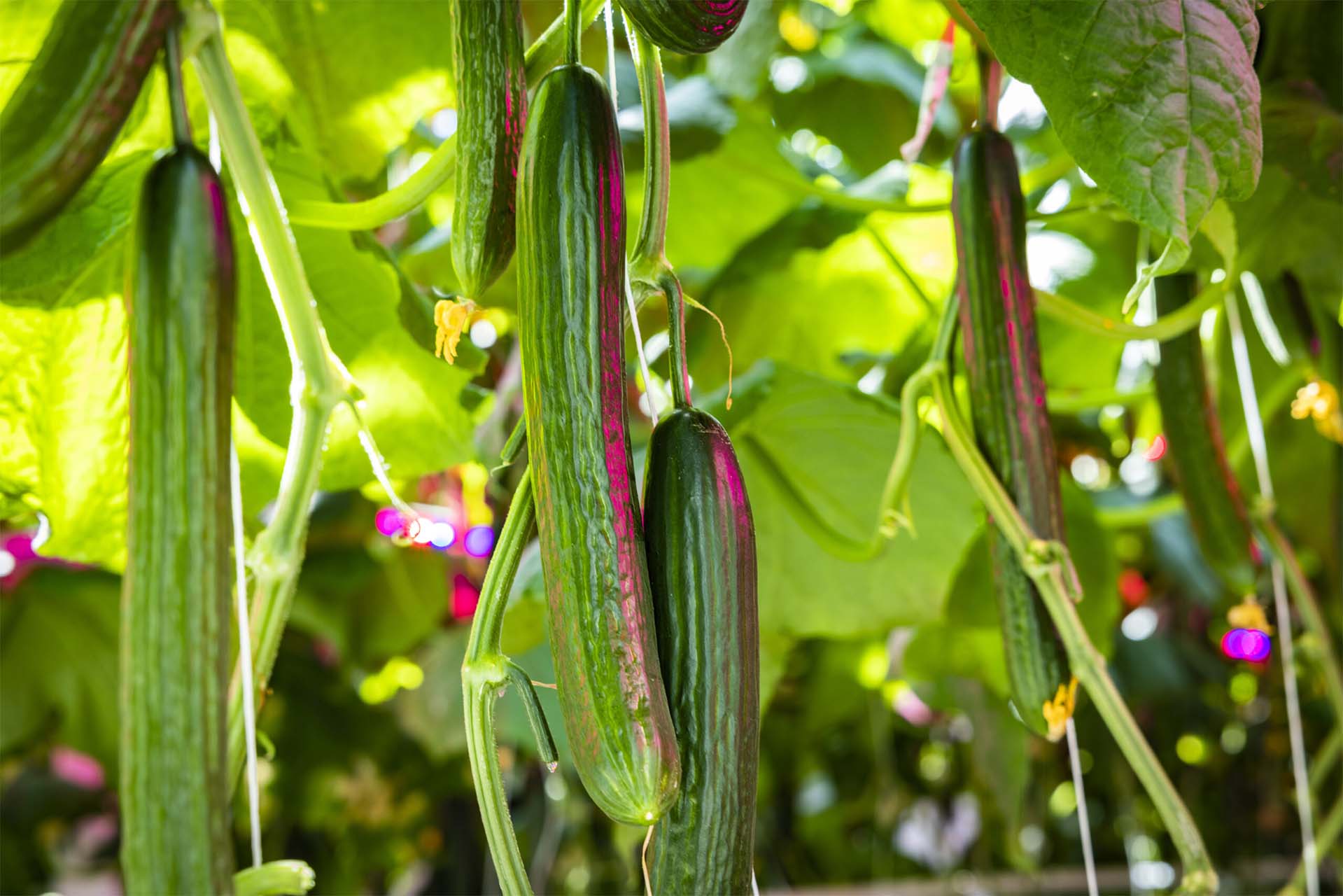 Agtira, the Härnösand-based foodtech company and Sweden’s largest producer of cucumbers, has signed a Letter of Intent with Dutch GreenV to develop a new generation of modern, illuminated greenhouse facilities in Sweden.